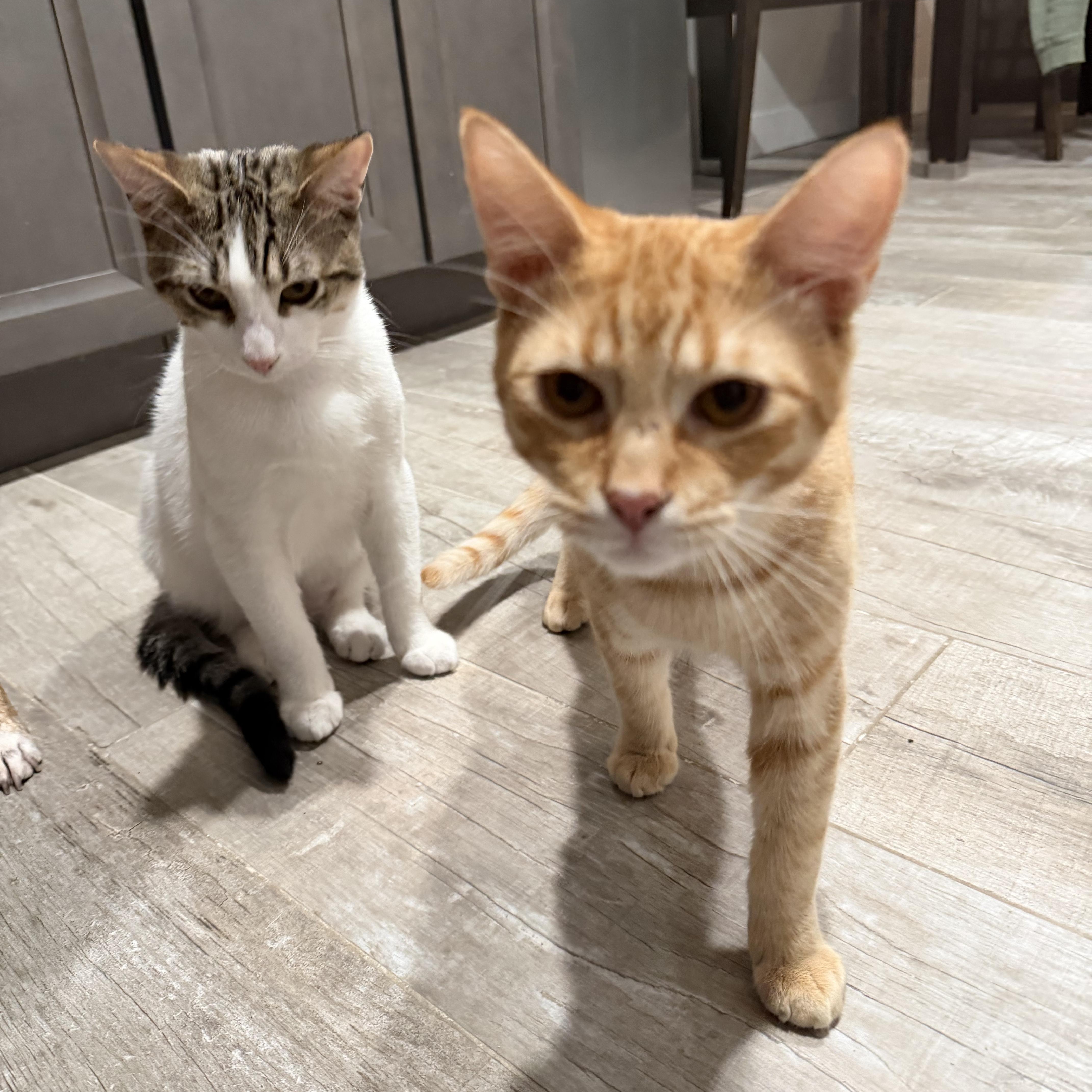 Pepperpot thumbnail 3