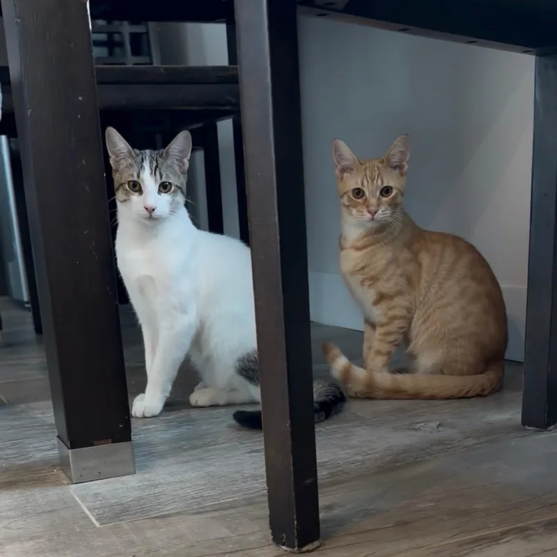 Pepperpot thumbnail 4