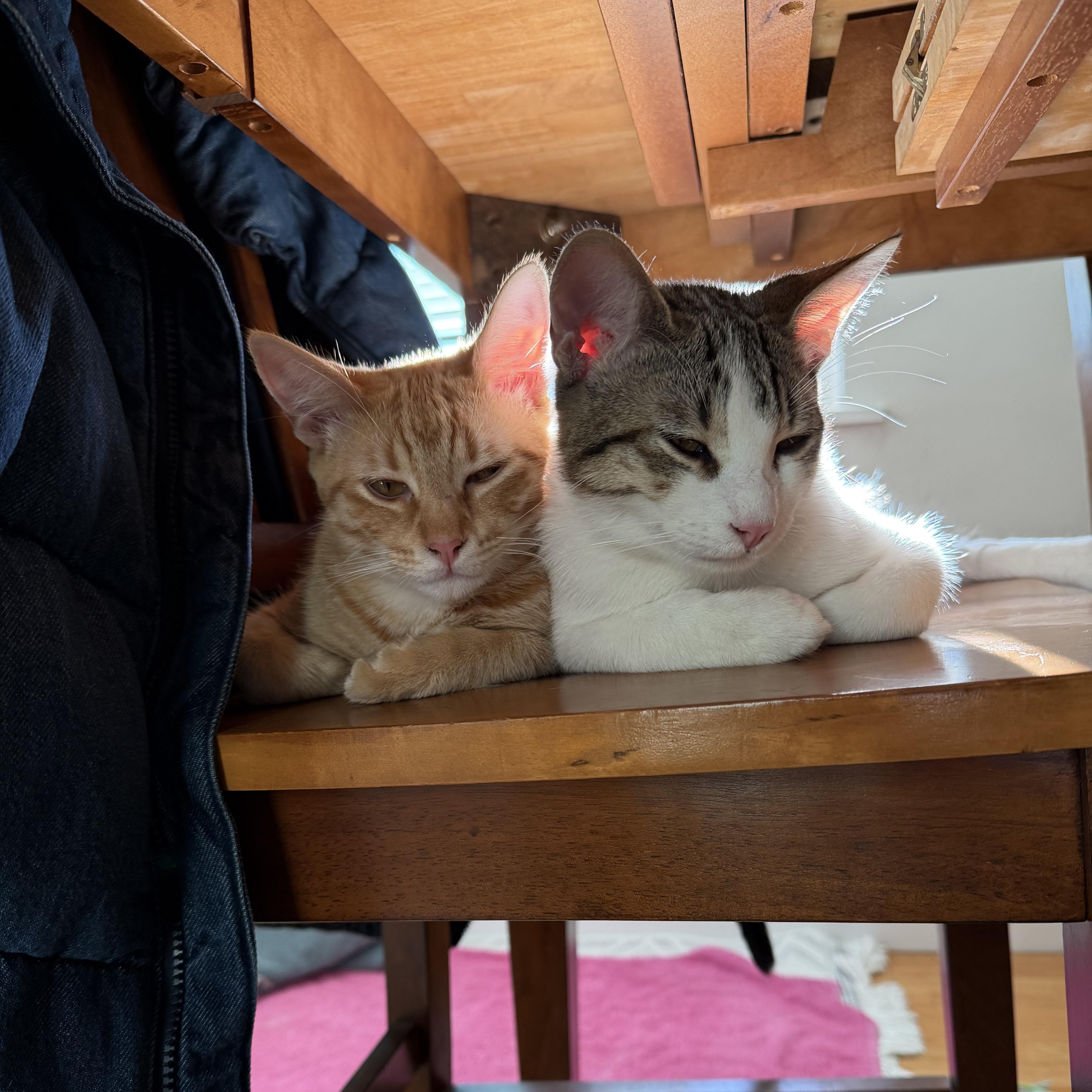 Pepperpot thumbnail 6