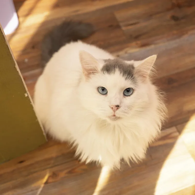 A senior medium-sized male White Domestic Long Hair cat named Zak for adoption in Palmdale, CA