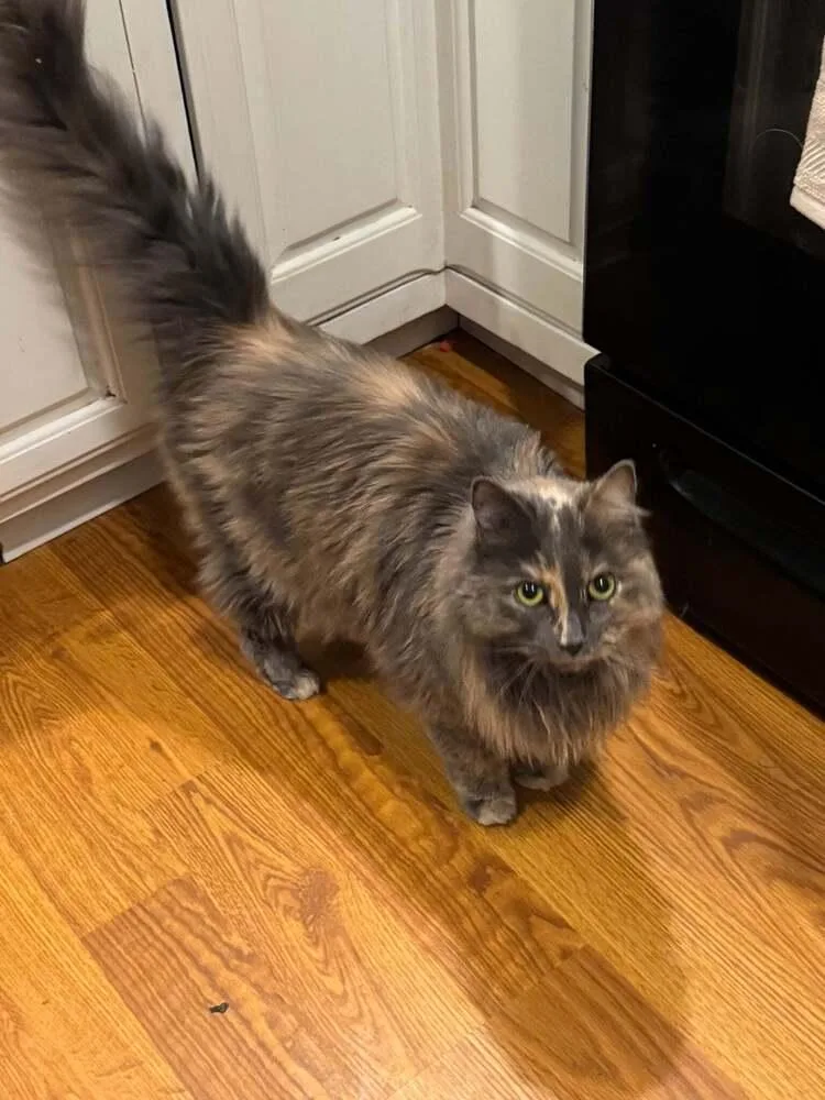 Skylar