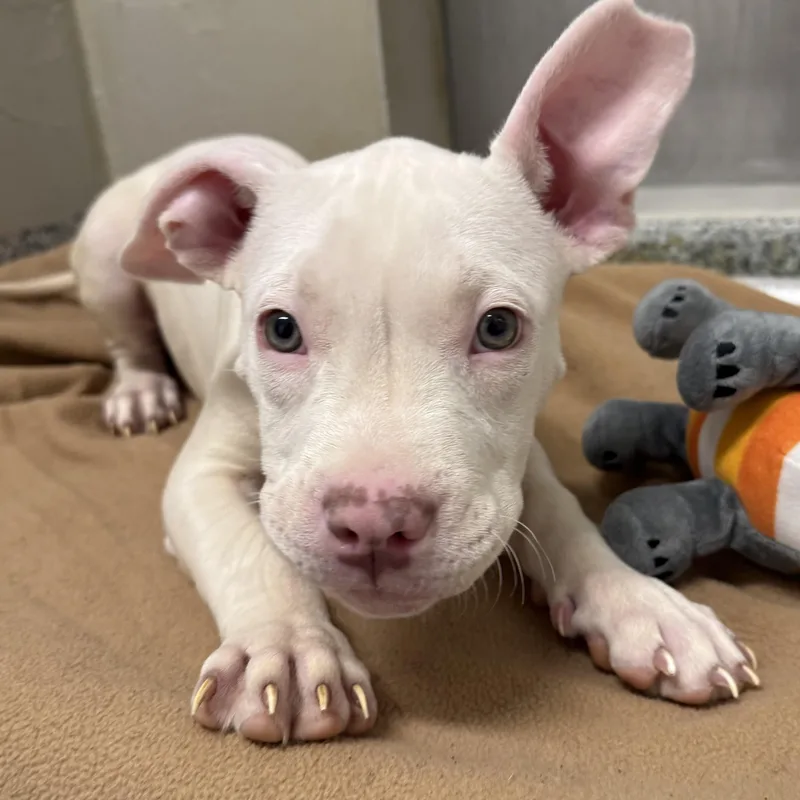A baby medium-sized male White / Cream Pit Bull Terrier dog named Jackie for adoption in Manassas, VA