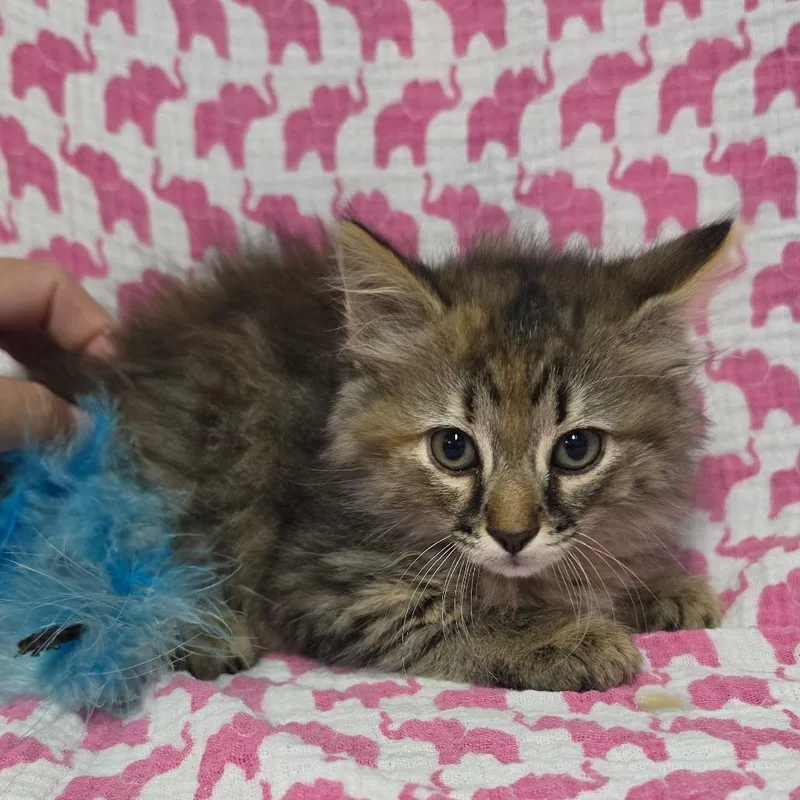 A baby small-sized female Buff / Tan / Fawn Domestic Medium Hair cat named Persephane for adoption in Jefferson city, TN