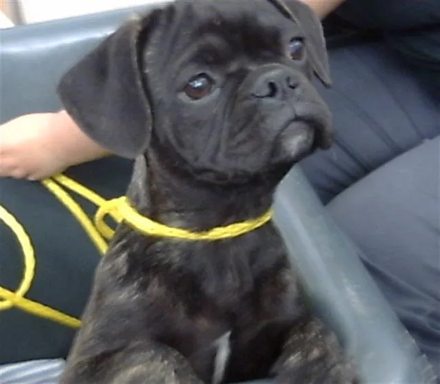 A baby small-sized female Mixed Breed dog named Mulan for adoption in Dallas, TX