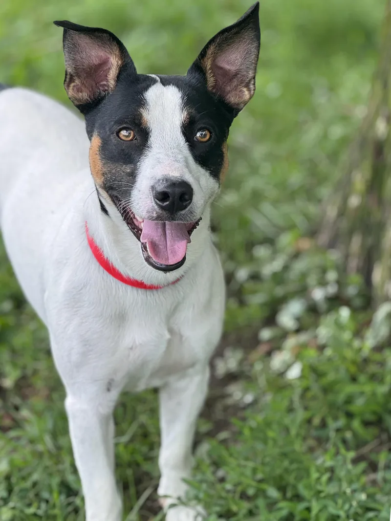 An adult medium-sized male Tricolor (Brown, Black, & White) Jack Russell Terrier dog named Blue for adoption in Anderson, IN