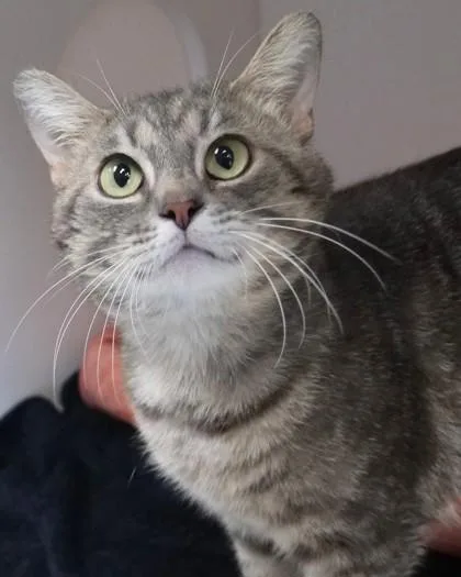 An adult medium-sized male Domestic Short Hair cat named Buddy Romy for adoption in Fishers, IN