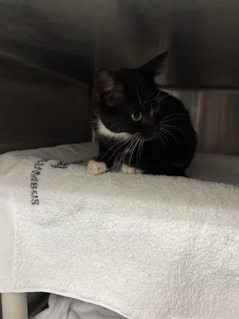 A baby medium-sized female Domestic Short Hair cat named Sunny for adoption in Huntsville, AL