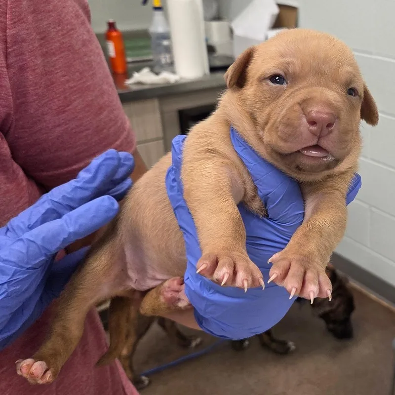 A baby small-sized female Yellow / Tan / Blond / Fawn Mixed Breed dog named Jif for adoption in Chattanooga, TN