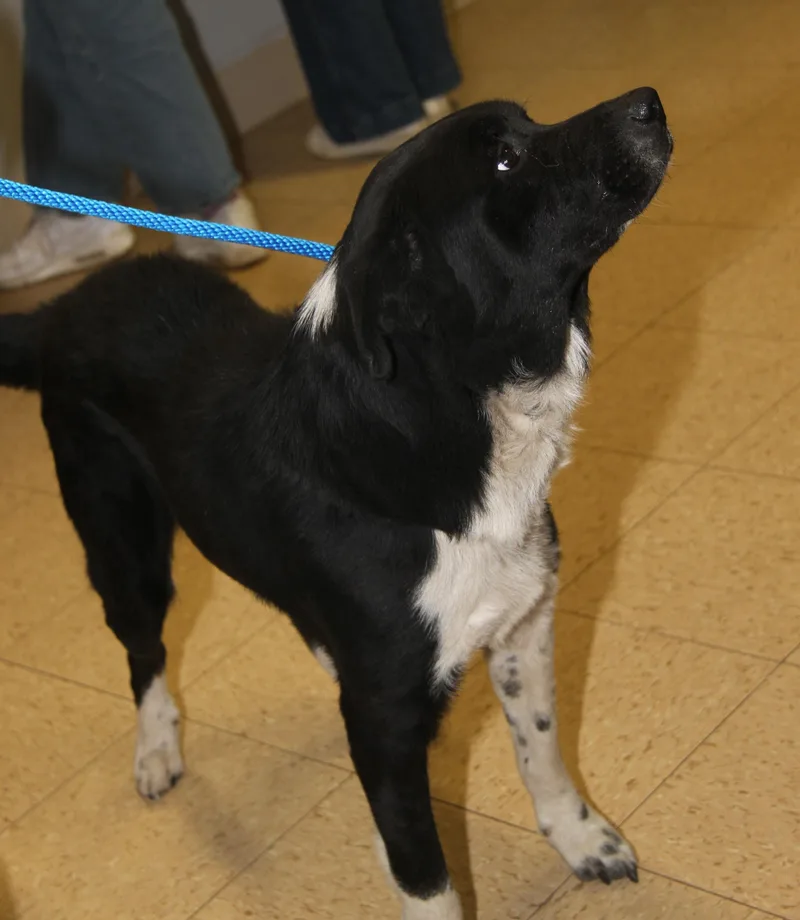 An adult medium-sized male Black Border Collie dog named Oliver for adoption in Marietta, OH