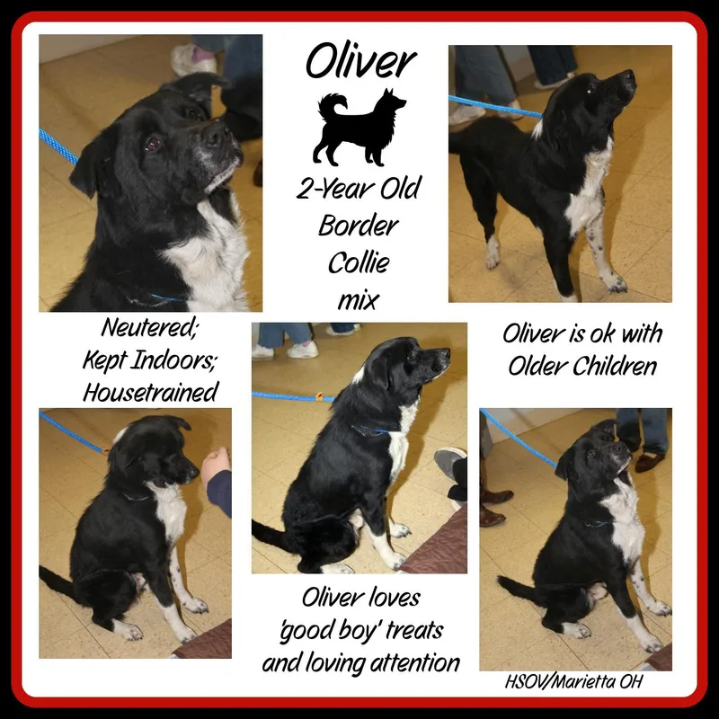 Oliver thumbnail 3