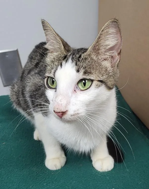 A young small-sized female Domestic Short Hair cat named Fm  Trudie for adoption in Lawrenceville, GA