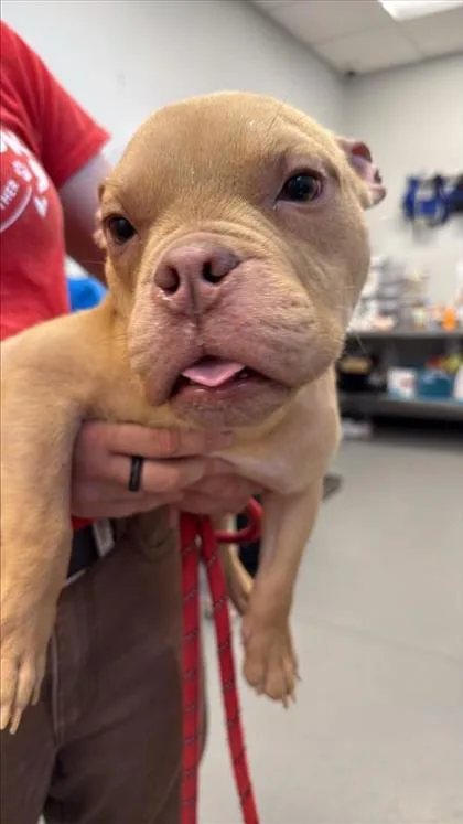 An adult small-sized male Mixed Breed dog named Pedro for adoption in West Chester, PA