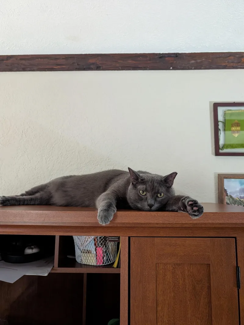 An adult large-sized male Domestic Short Hair cat named Theo for adoption in Webster, NY