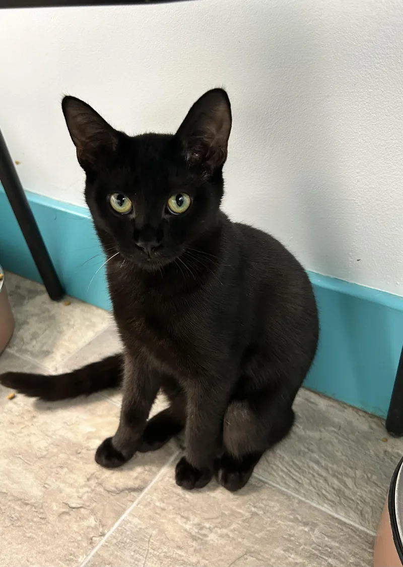 A baby medium-sized male Domestic Short Hair cat named Ralphie for adoption in Grand Rapids, MI