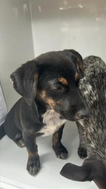 An adult small-sized female Blue Lacy dog named A for adoption in Houston, TX