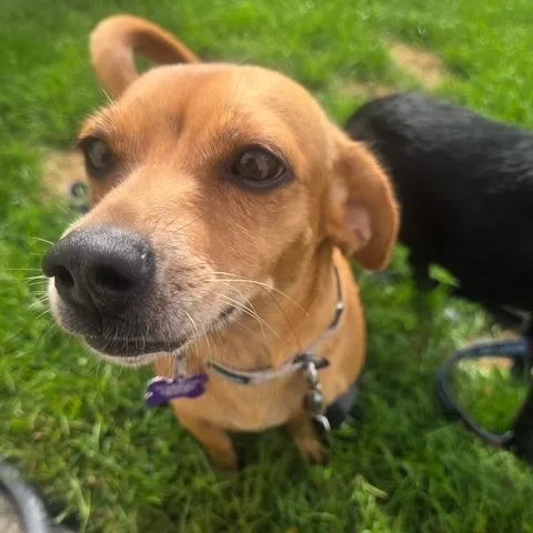 An adult small-sized female Chihuahua dog named Twizzler for adoption in Chicago, IL