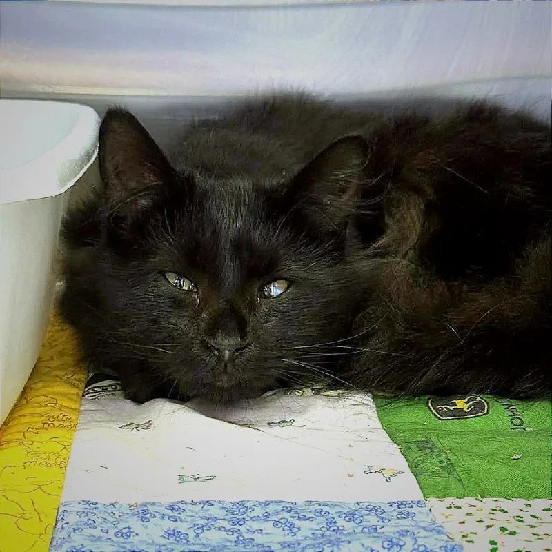 A young small-sized female Black Domestic Long Hair cat named Remedy for adoption in Hannibal, MO
