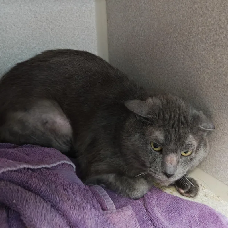 An adult small-sized male Gray / Blue / Silver Domestic Short Hair cat named Joe for adoption in Madison, WI