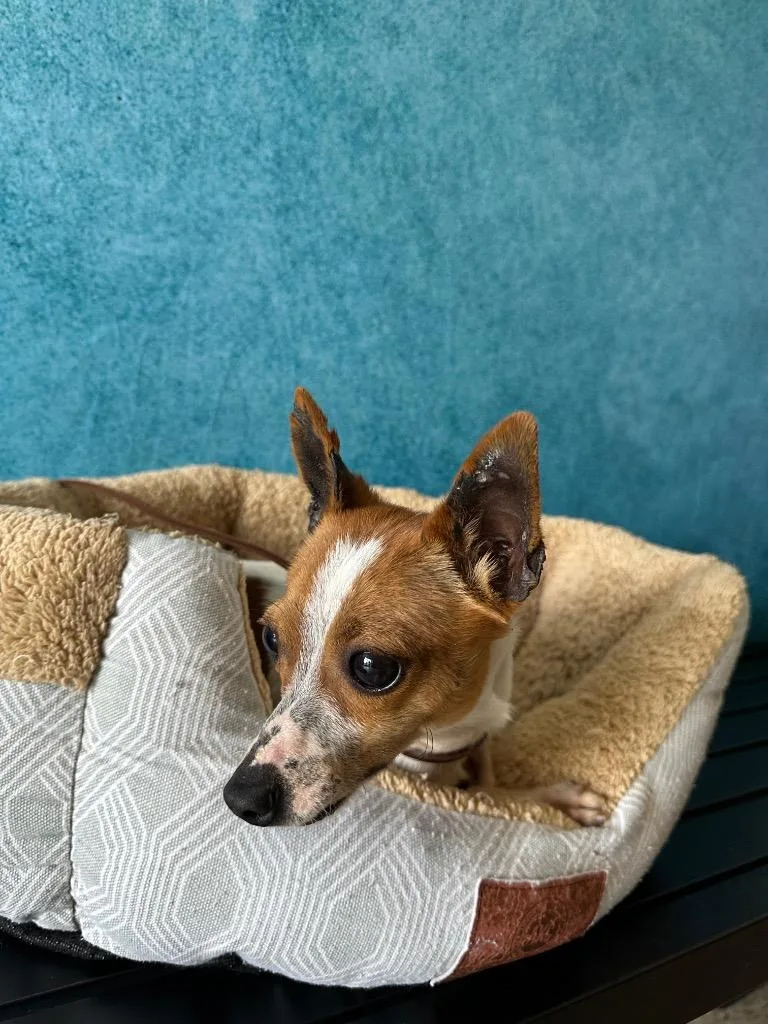 An adult small-sized male Chihuahua dog named Carmie for adoption in Newberg, OR