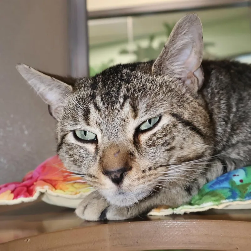 An adult small-sized male Brown / Chocolate Domestic Short Hair cat named Tidepool for adoption in Briarcliff Manor, NY