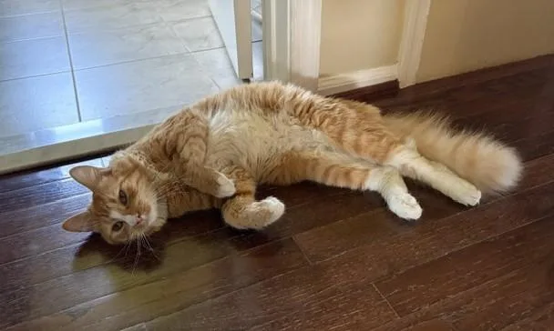 A young large-sized male Tabby (Orange / Red) Maine Coon cat named Biscuit for adoption in Churchville, PA