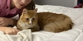 Biscuit thumbnail 2