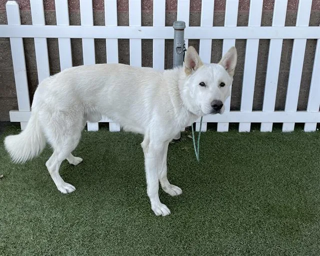 An adult large-sized male German Shepherd Dog dog named A for adoption in Modesto, CA