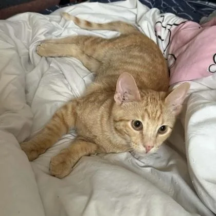 A baby small-sized male Domestic Short Hair cat named Pete for adoption in Janesville, WI