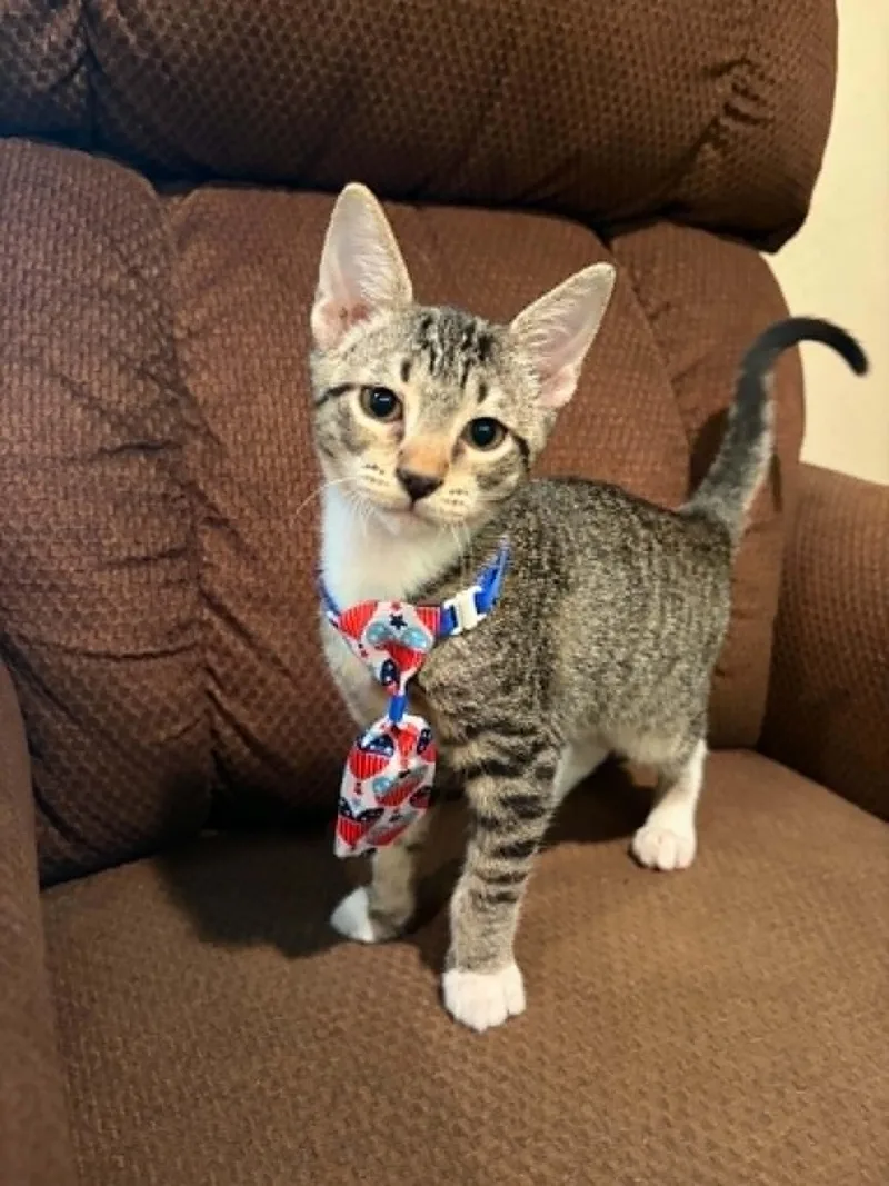 A young medium-sized male Domestic Short Hair cat named Bugs for adoption in Mansfield, TX