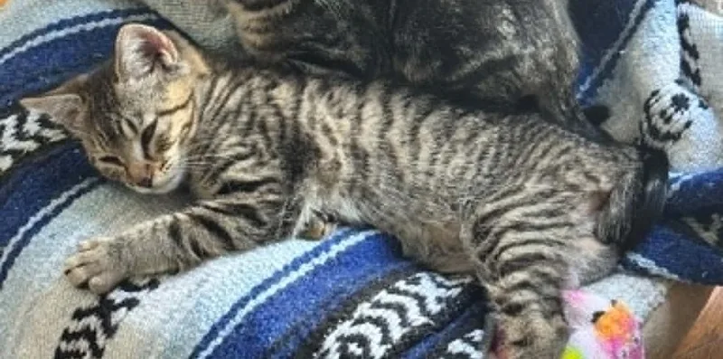 Trinket thumbnail 2