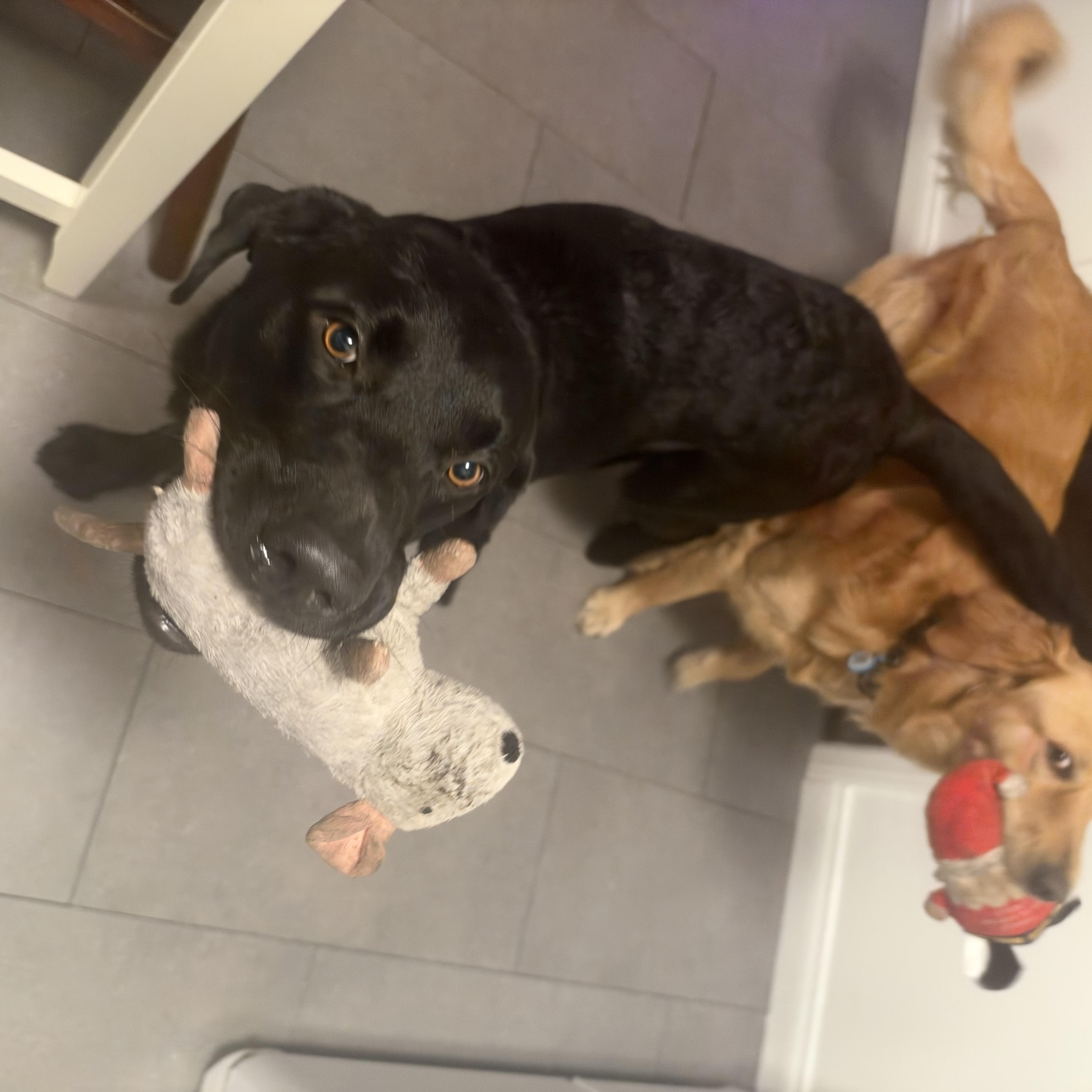 A young large-sized male Black Labrador Retriever dog named Brody for adoption in Allen, TX