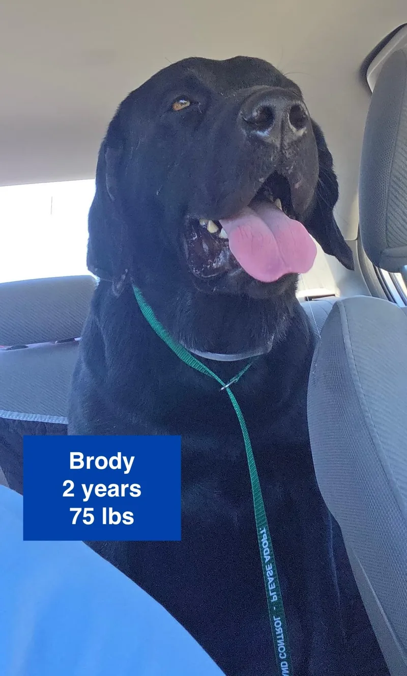 Brody thumbnail 4