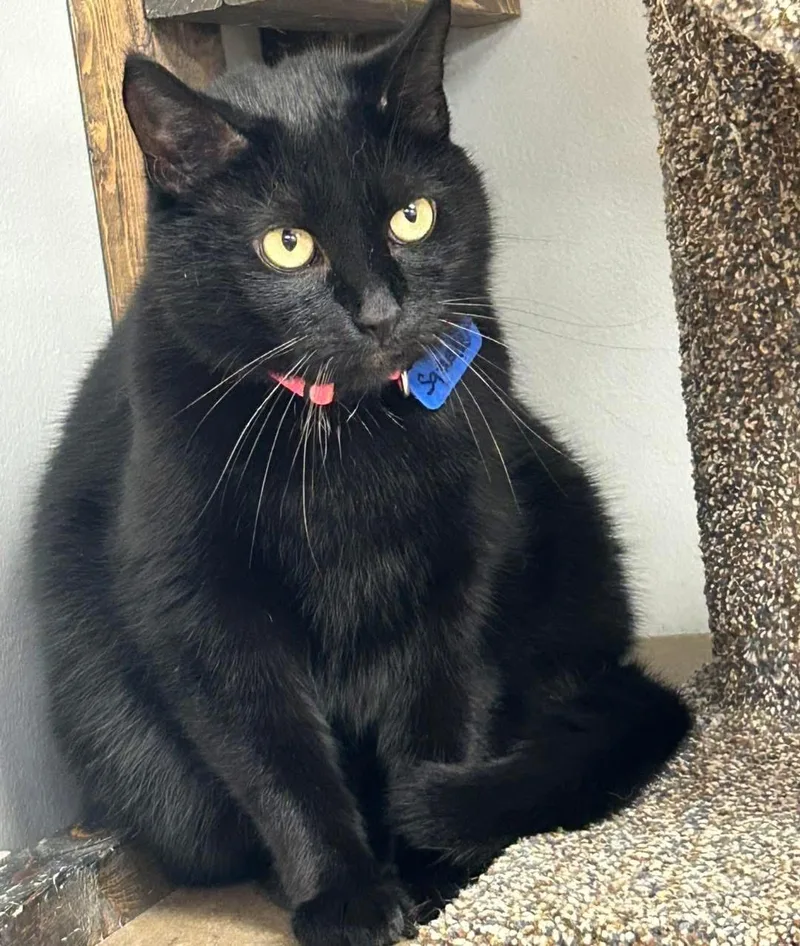 An adult large-sized female Black Domestic Short Hair cat named Squeakers for adoption in Momence, IL