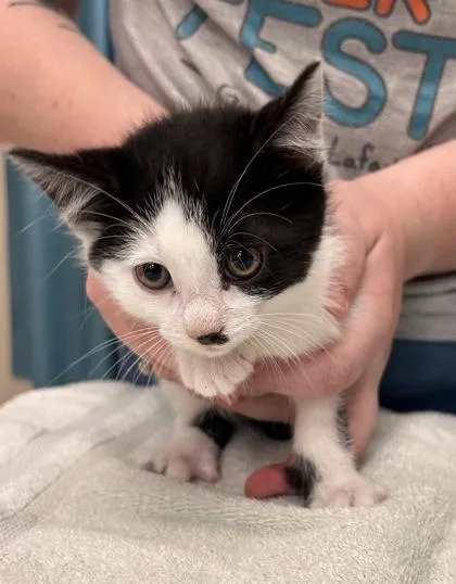A baby small-sized male Domestic Short Hair cat named Swiss for adoption in Fishers, IN