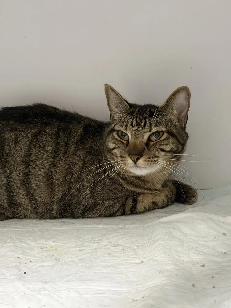 An adult large-sized male Brown / Chocolate Domestic Short Hair cat named Biggie for adoption in Ontario, CA