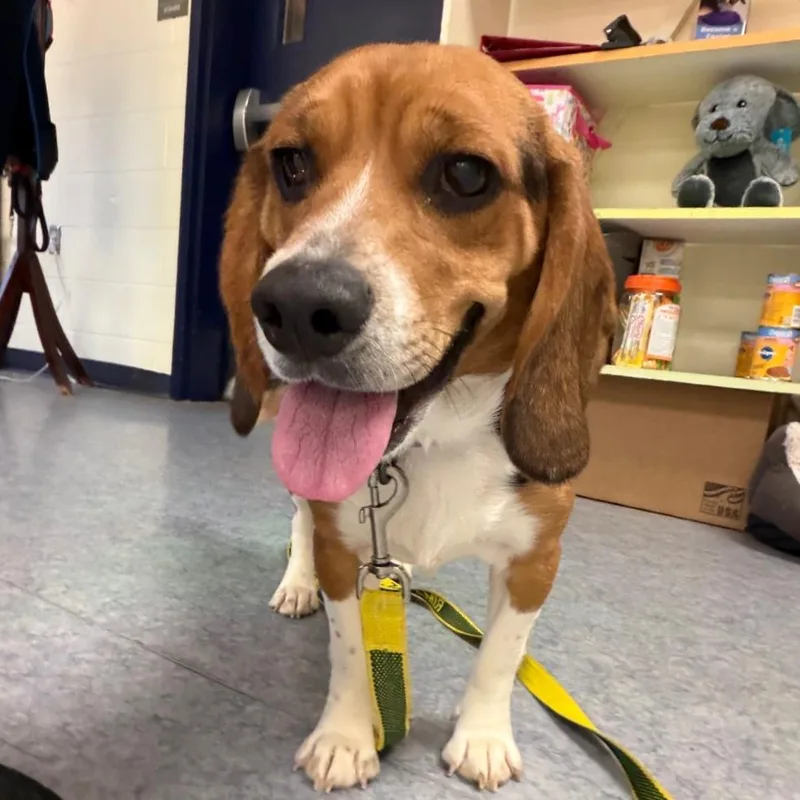 An adult medium-sized male Brown / Chocolate Beagle dog named Weezer for adoption in Charlottesville, VA