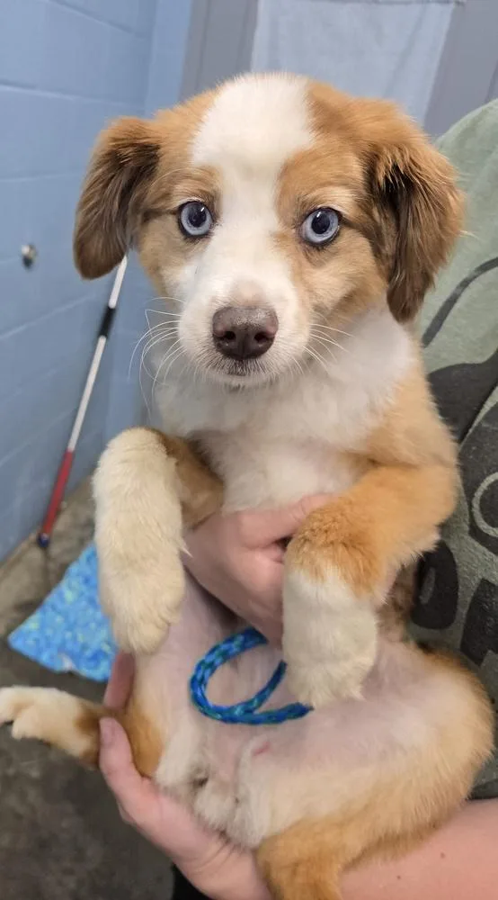 Skye