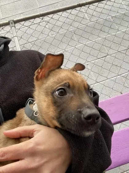 Cat In The Hat thumbnail 2