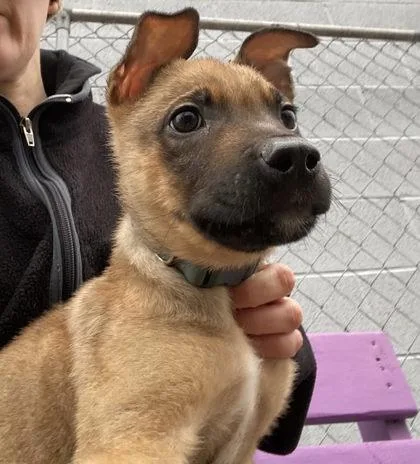 Cat In The Hat thumbnail 3