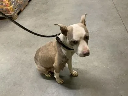 An adult medium-sized female Pit Bull Terrier dog named Daisy for adoption in Atlanta, GA
