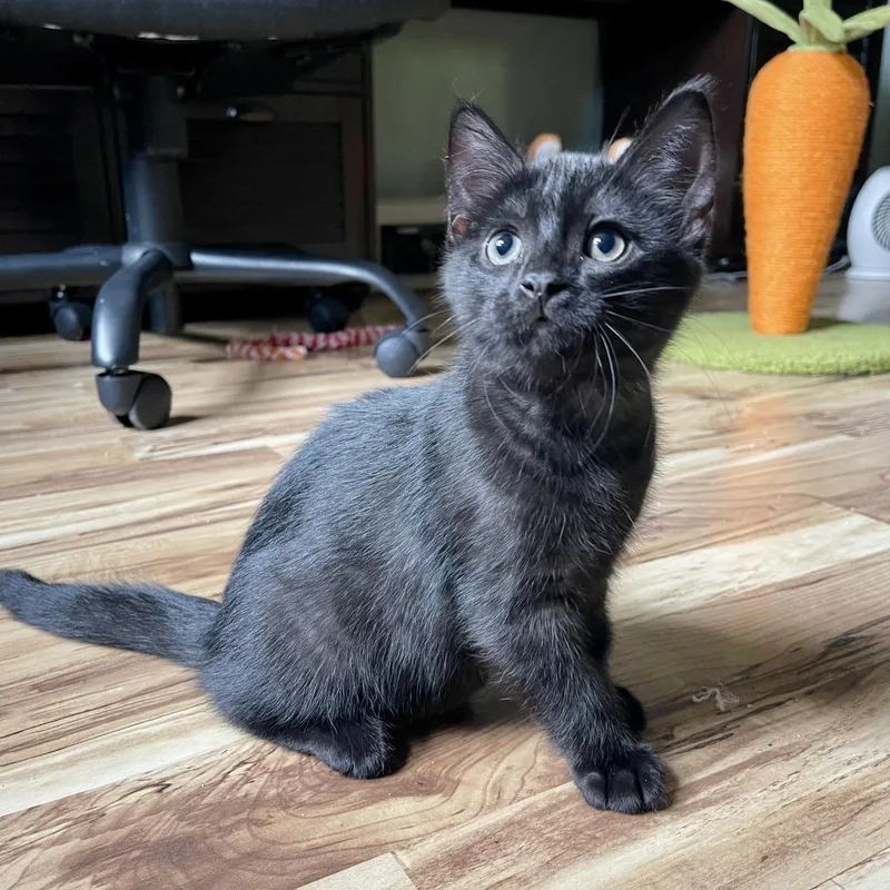 A baby small-sized male Black Domestic Short Hair cat named Bronto C for adoption in Minnetonka, MN