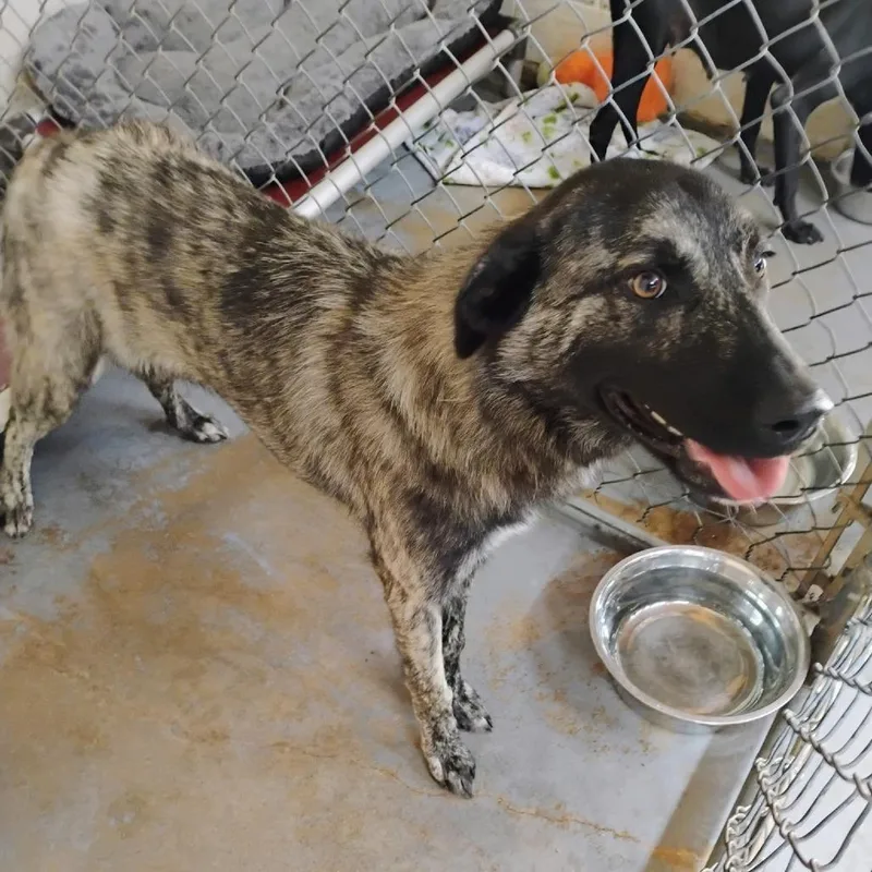 An adult medium-sized female Brindle Mixed Breed dog named Marsha for adoption in Duncan, OK