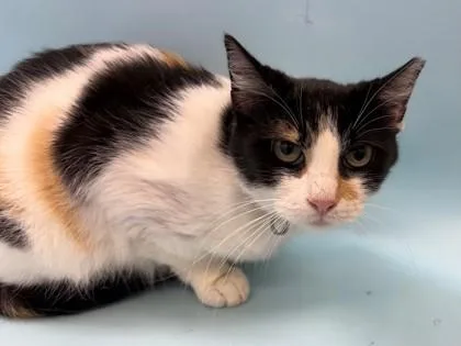 An adult small-sized female Domestic Short Hair cat named Mother Oates for adoption in Coon Rapids, MN