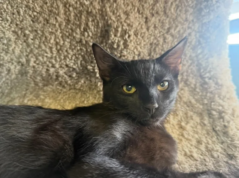 A young medium-sized male Black Domestic Short Hair cat named Kuro for adoption in PHOENIX, AZ
