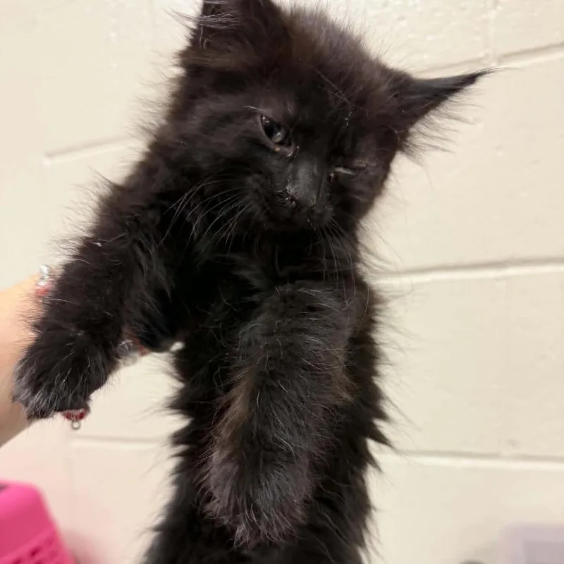 A baby small-sized male Black Domestic Medium Hair cat named Ricotta for adoption in Reno, NV