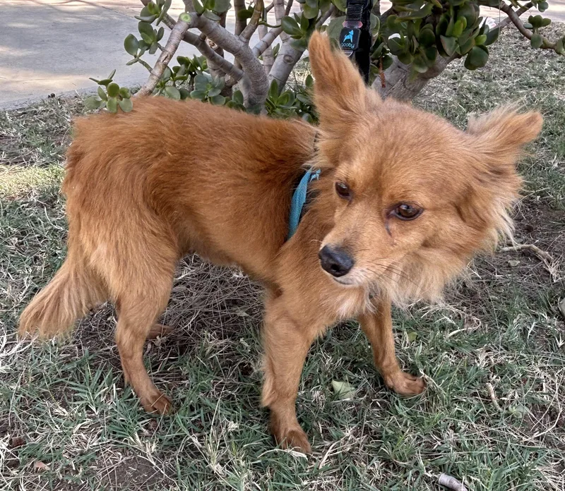 A young small-sized male Brown / Chocolate Pomeranian dog named Foxy for adoption in Bell Gardens, CA