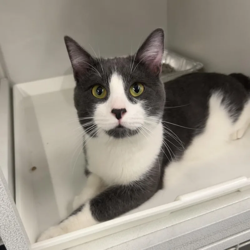 A young medium-sized male Gray / Blue / Silver Domestic Short Hair cat named Tennessee for adoption in Park City, UT