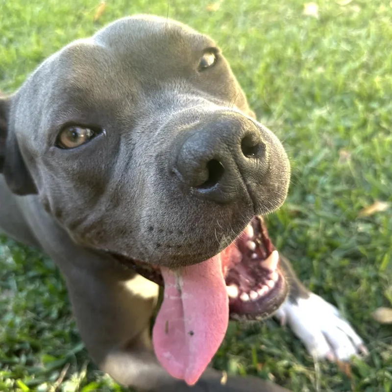 Beefcake thumbnail 2