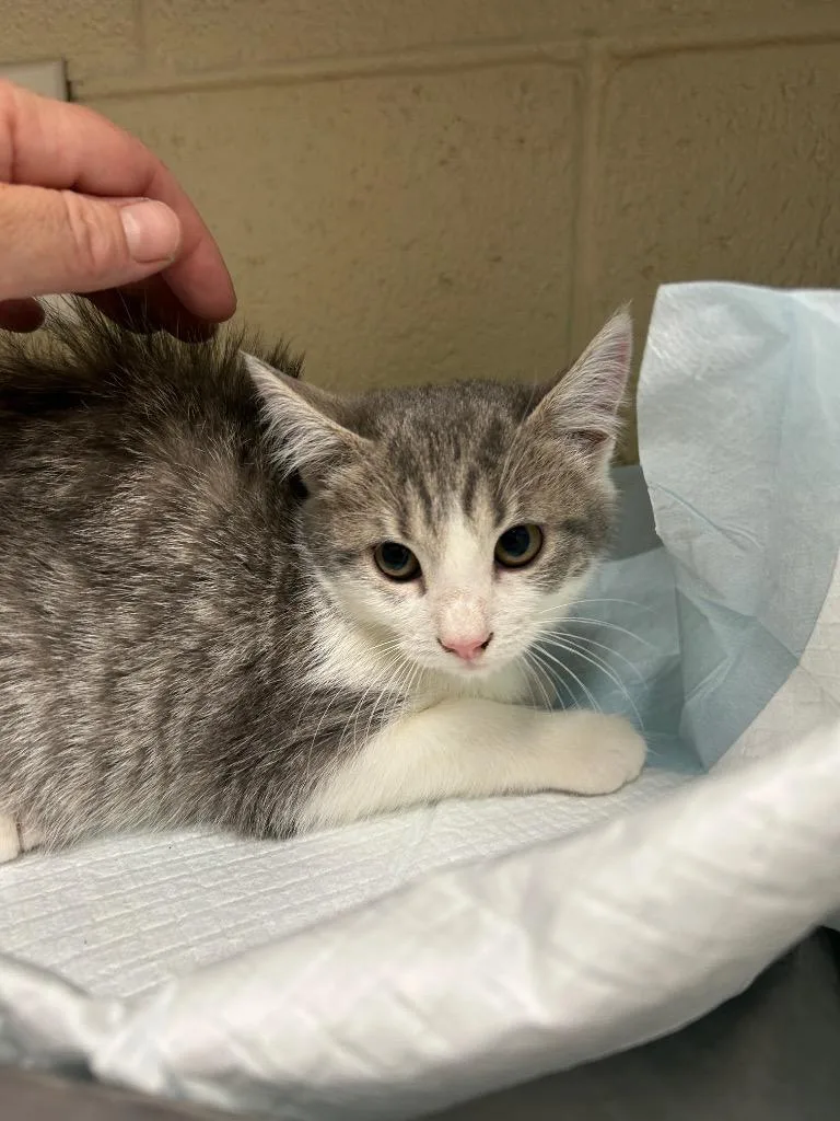 A young small-sized female Domestic Medium Hair cat named 2026-09-108 for adoption in Winder, GA