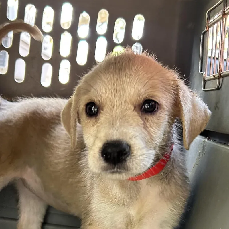 A baby medium-sized female Brown / Chocolate Mixed Breed dog named Blondie P for adoption in Leander, TX